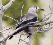 Clarks Nutcracker